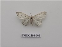 藏品(尺蛾107)的圖片